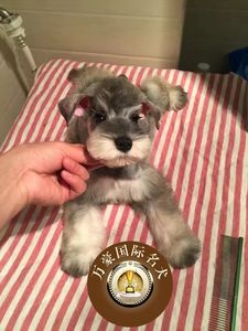 北京狗场出售纯种血统雪纳瑞幼犬 黑银椒盐色赛级宠物狗活体