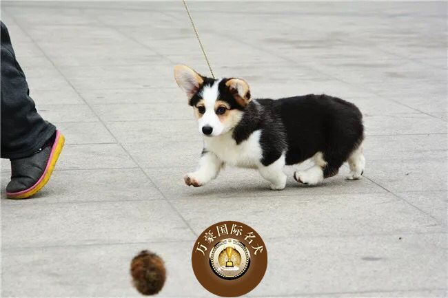 北京犬舍出售纯种威尔士柯基幼犬 三色赛级宠物狗活体 外地可空运