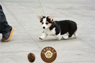 外地可空运 北京犬舍出售纯种威尔士柯基幼犬 三色赛级宠物狗活体