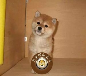 宠物狗日本柴犬 柴犬幼犬 纯种柴犬狗包健康出售赛级日系柴犬包邮