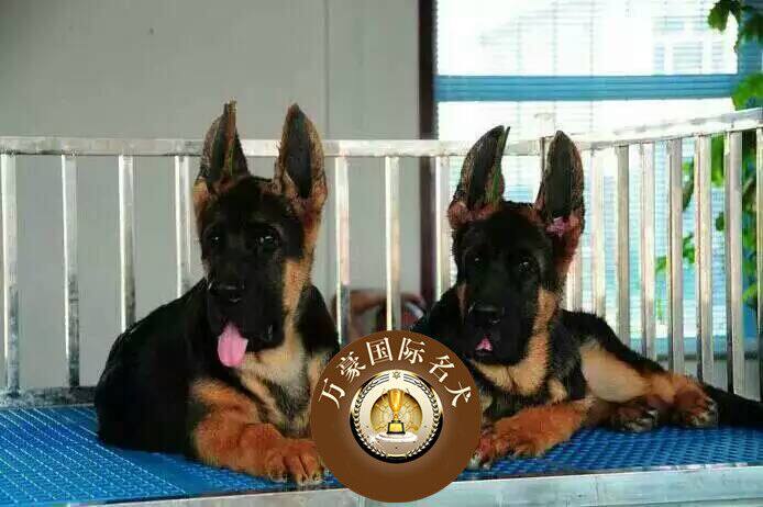 纯种血统赛级德国牧羊犬德牧幼犬 出售锤系德牧幼犬宠物狗黑背犬