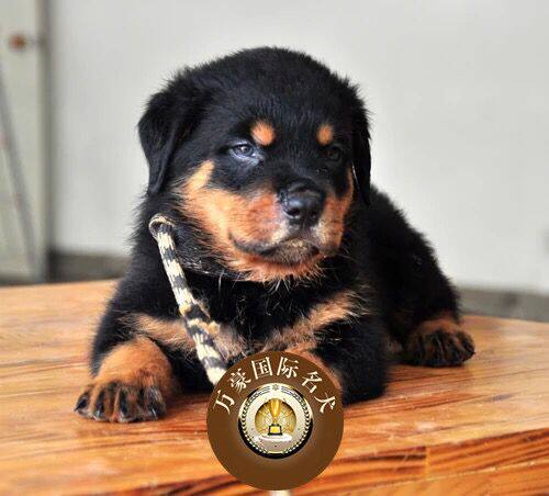 北京犬舍出售纯种德系罗威纳幼犬赛级罗威那宠物狗活体 可空运