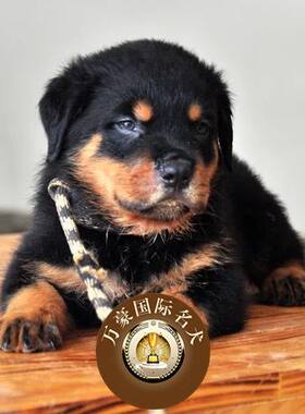 北京出售纯种罗威纳活体幼犬