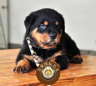 北京犬舍出售纯种德系罗威纳幼犬赛级罗威那宠物狗活体 可空运