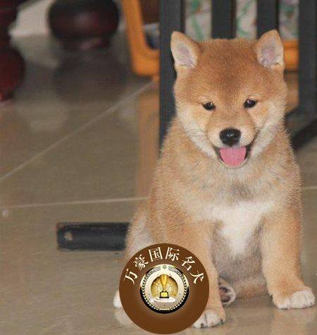 赛级血统日系柴犬幼犬 出售 赤色日本柴犬幼犬宠物狗狗 保证健康