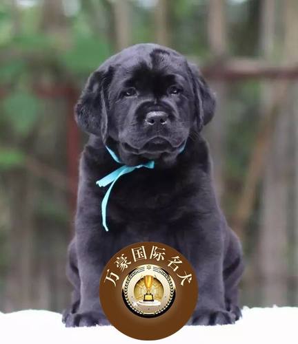 北京出售黑色活体拉布拉多幼犬