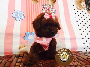 出售纯种泰迪幼犬赛级茶杯宠物狗 棕红色玩具体贵宾 外地可发货