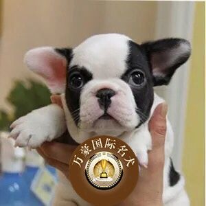北京犬舍出售纯种法国斗牛幼犬赛级黑白花色活体宠物狗 外地包邮