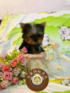 出售纯种约克夏幼犬赛级血统梗金头银背茶杯狗 可亲自上门挑选