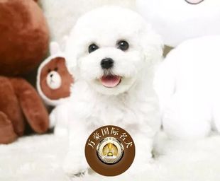 北京出售纯种卷毛白色比熊幼犬 可上门挑选 赛级茶杯宠物狗活体