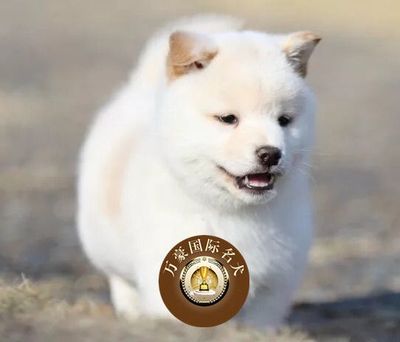 日系出售赤色柴犬幼犬宠物狗狗