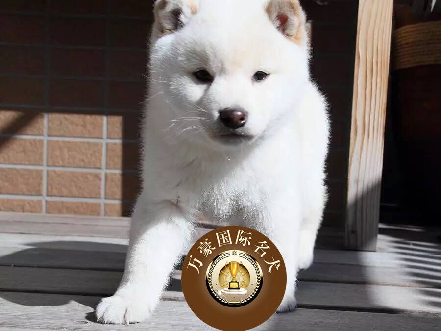 北京正规犬舍出售纯种日系白色柴犬幼犬 赤色宠物狗活体 可送货