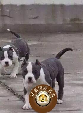纯种血统美国标准体恶霸犬幼犬 出售口袋体恶霸幼崽活体宠物狗狗