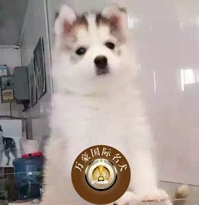 北京犬舍出售纯种哈士奇幼犬 赛级梦幻红灰色宠物狗活体 可空运