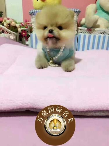 纯种哈多利黄色活体博美犬送货