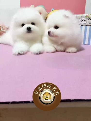 超小体俊介北京送货上门博美犬