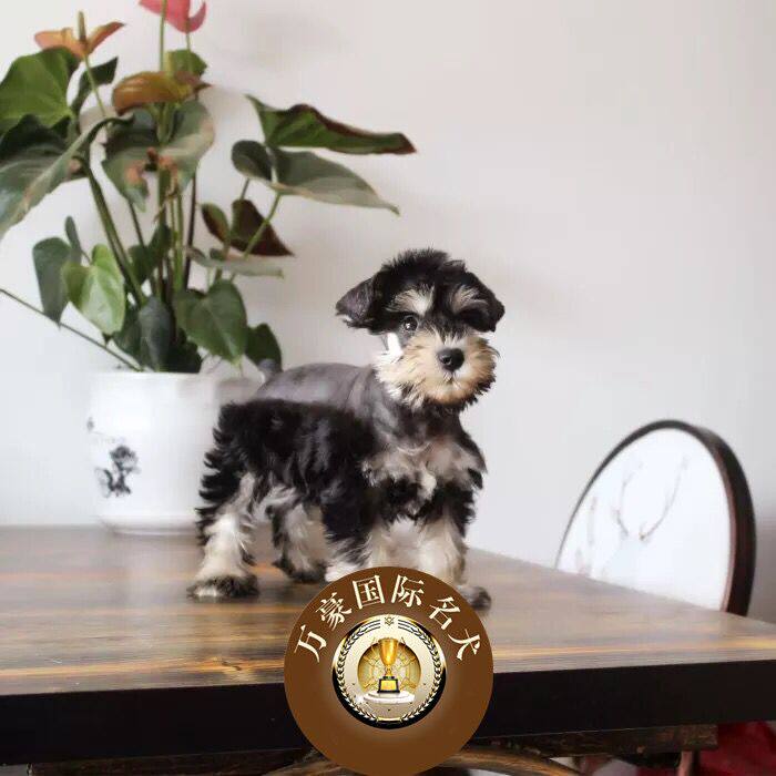 出售纯种雪纳瑞幼犬 迷你标准小体雪纳瑞 活体宠物狗黑银椒盐色