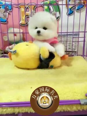 北京狗场奶油白色茶杯博美幼犬