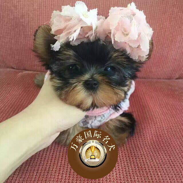 北京正规犬舍出售茶杯体约克夏梗幼犬 赛级血统宠物狗活体 可空运