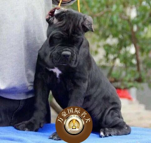 卡斯罗犬 纯种卡斯罗幼犬出售 赛级活体宠物狗 双血统大型犬包邮