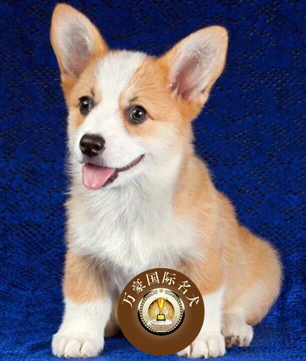 北京正规犬舍出售纯种黄白威尔士柯基幼犬 宠物狗活体 外地可空运