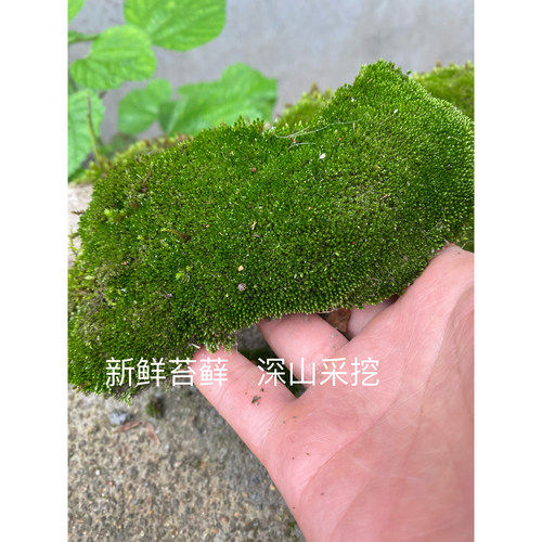高山鲜活朵朵苔藓微景观生态青苔假山盆景盆栽翠绿野采细雨自然