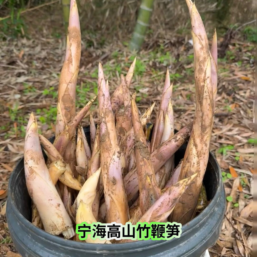 新鲜当季蔬菜鞭笋竹根笋宁海特色现挖现卖小竹甜笋发货高山黄泥拱