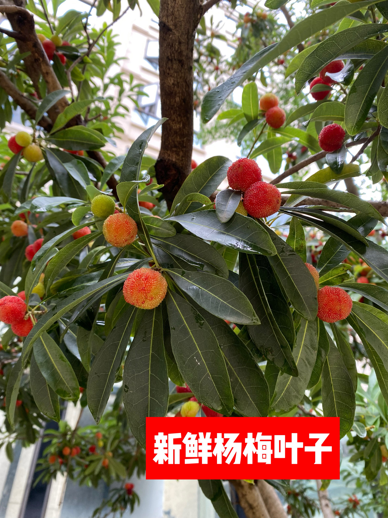 新鲜杨梅叶树叶南方杨梅叶树叶贴画东魁杨梅干叶真叶子高山原生态