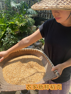 新鲜农家稻谷壳批发纯干稻谷腐熟发酵芦丁鸡垫料枕头芯酿酒发酵