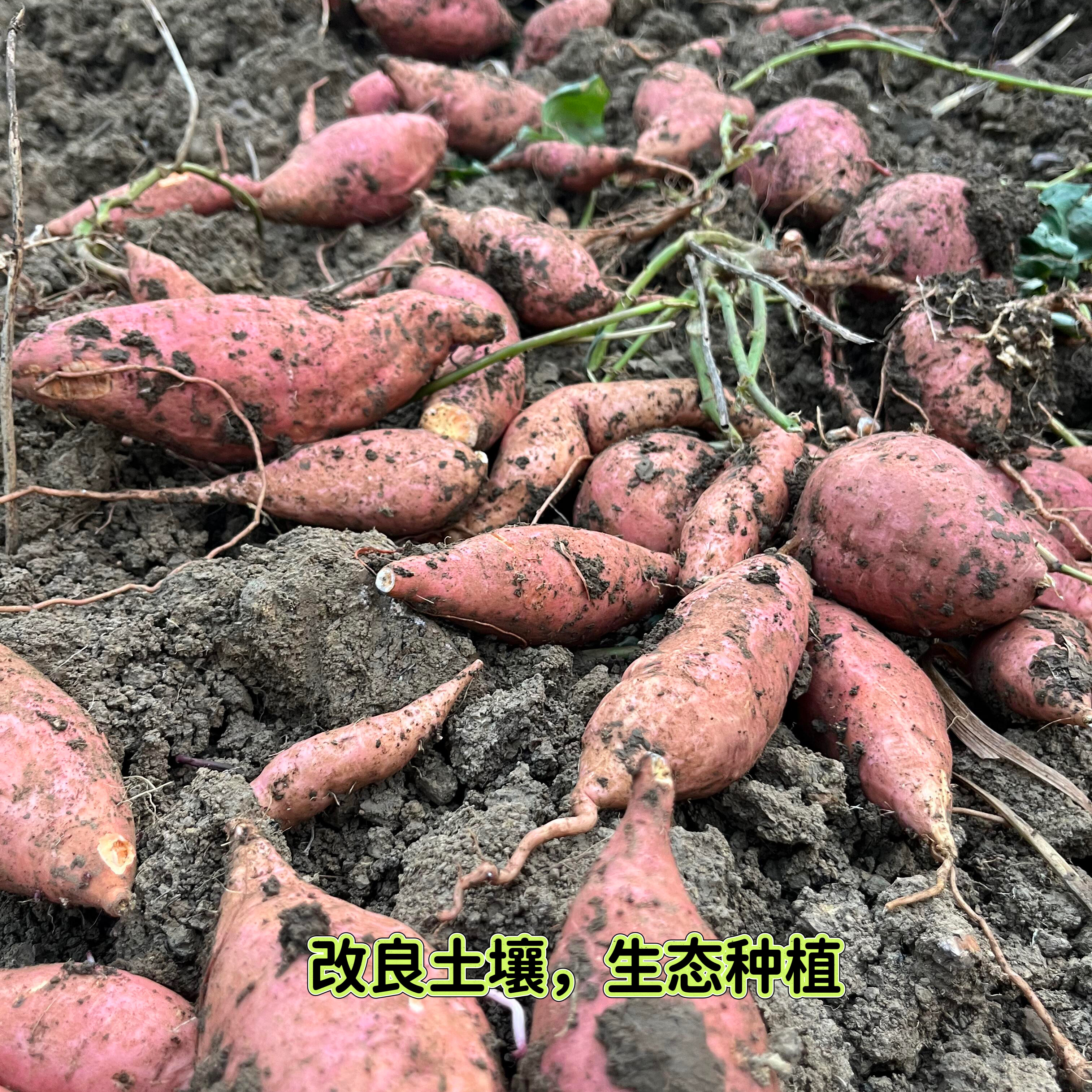 浙江宁海高山番薯农家自种红皮黄番薯