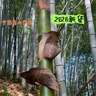 2026新鲜楠竹笋壳毛竹端午包粽子豹纹宁波碱水粽子叶黄粑大粽叶