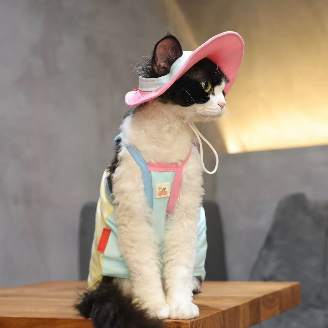 春夏季猫咪纯棉衣服防掉毛透气薄款背心粉渔夫帽套装德文无毛猫图片