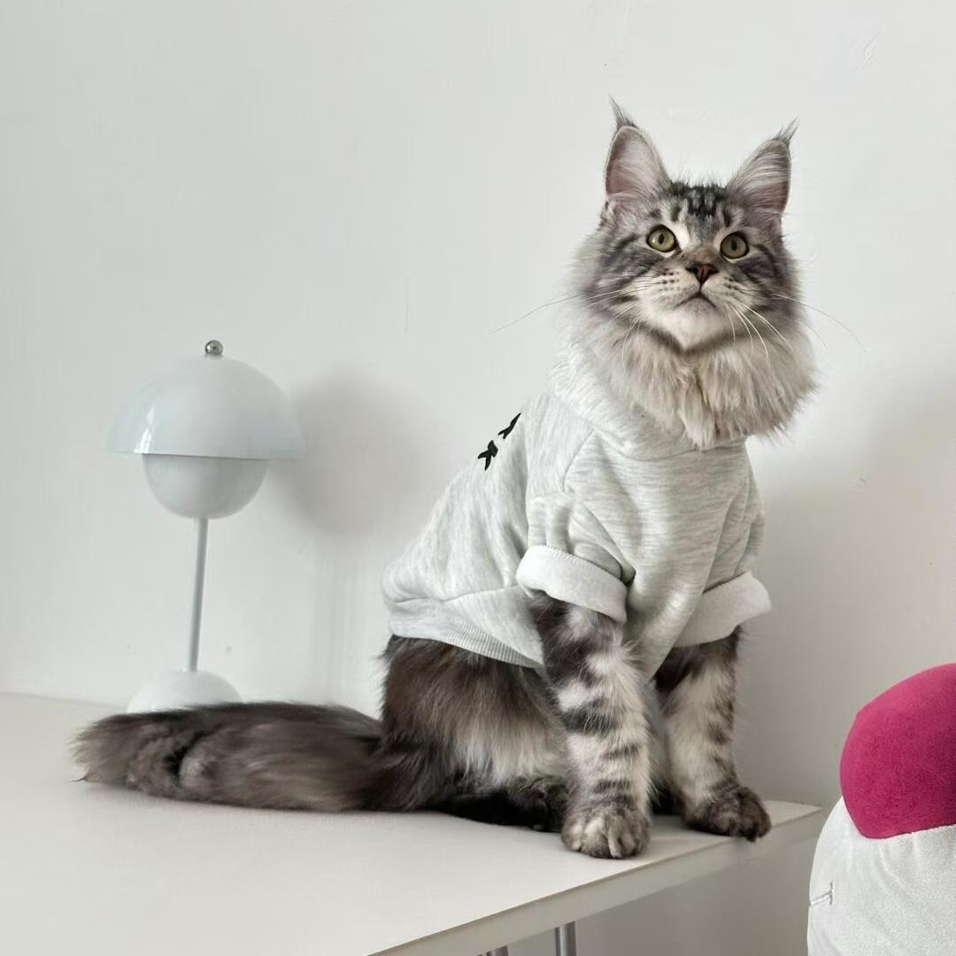 缅因猫衣服春夏季公猫帅图片
