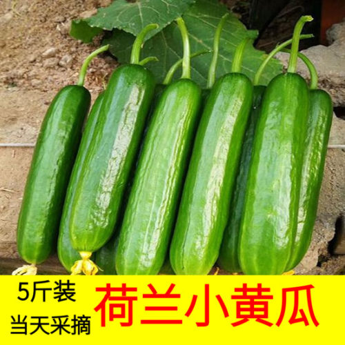 荷兰小黄瓜新鲜水果生吃蔬菜沙拉青瓜土旱非海阳白玉10带箱5斤-封面