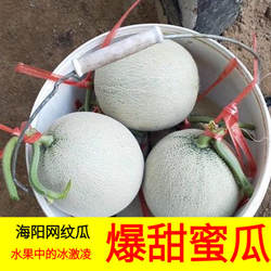 海阳网纹瓜当季新鲜水果口口蜜非日本静冈新疆哈密瓜羊角西州绿宝