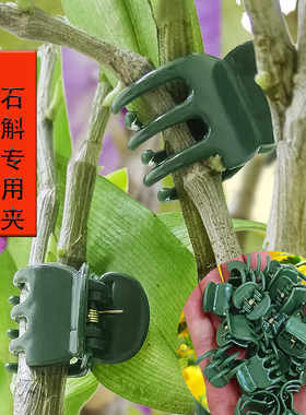 石斛专用装饰固定夹子金钱树花枝花卉夹植物兰花造型园艺藤蔓支撑