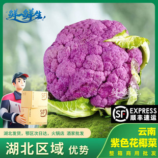 紫花菜云南漂亮菜立农维康蔬菜高原新鲜紫色花椰菜松花菜火锅酒店