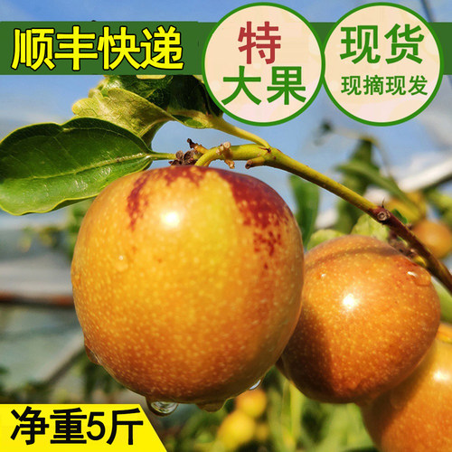 顺丰包邮正宗陕西大荔冬枣新鲜枣子5斤冰糖脆甜枣子现摘