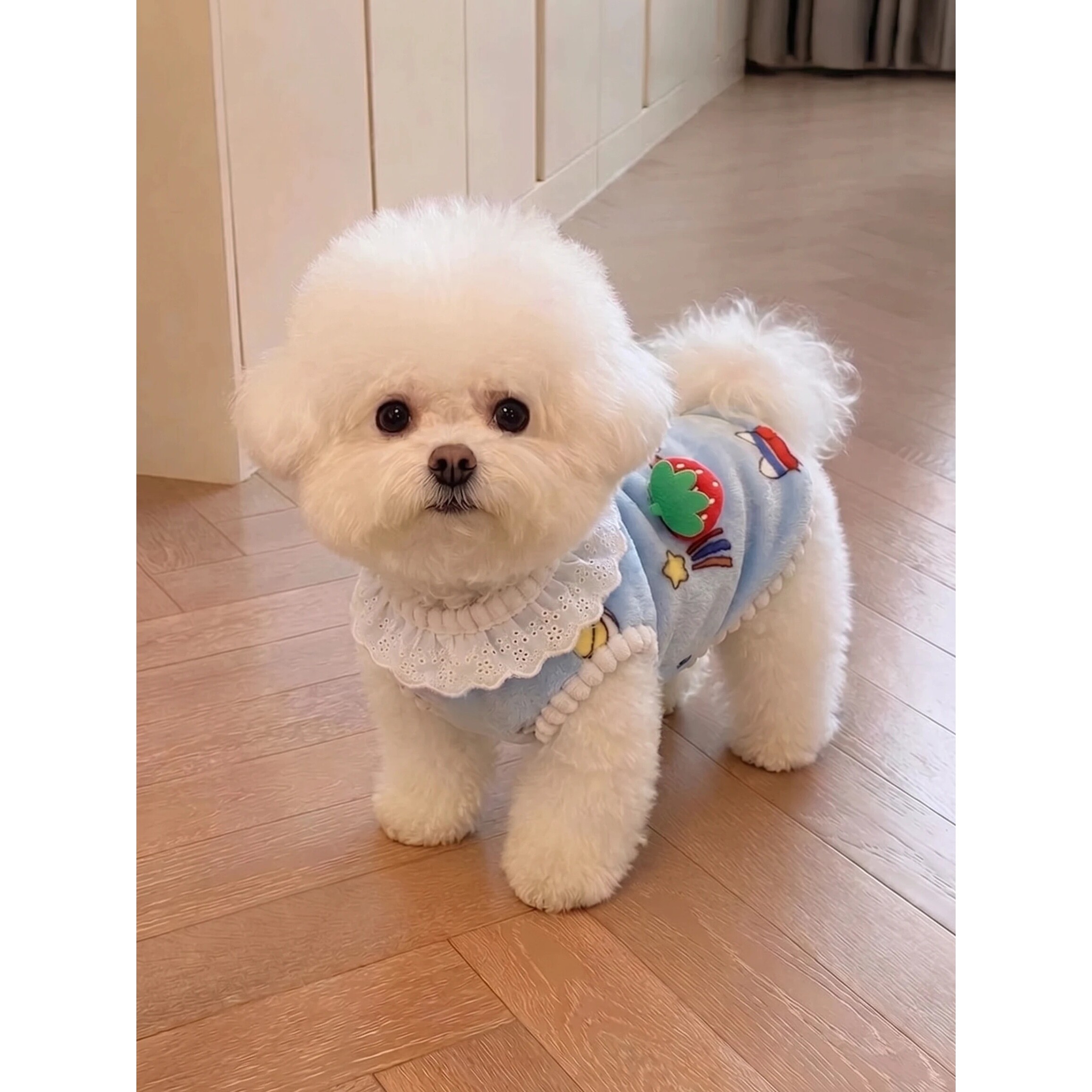 狗狗衣服比熊雪纳瑞小型犬2026新款秋冬加厚保暖宠物背心高颜值