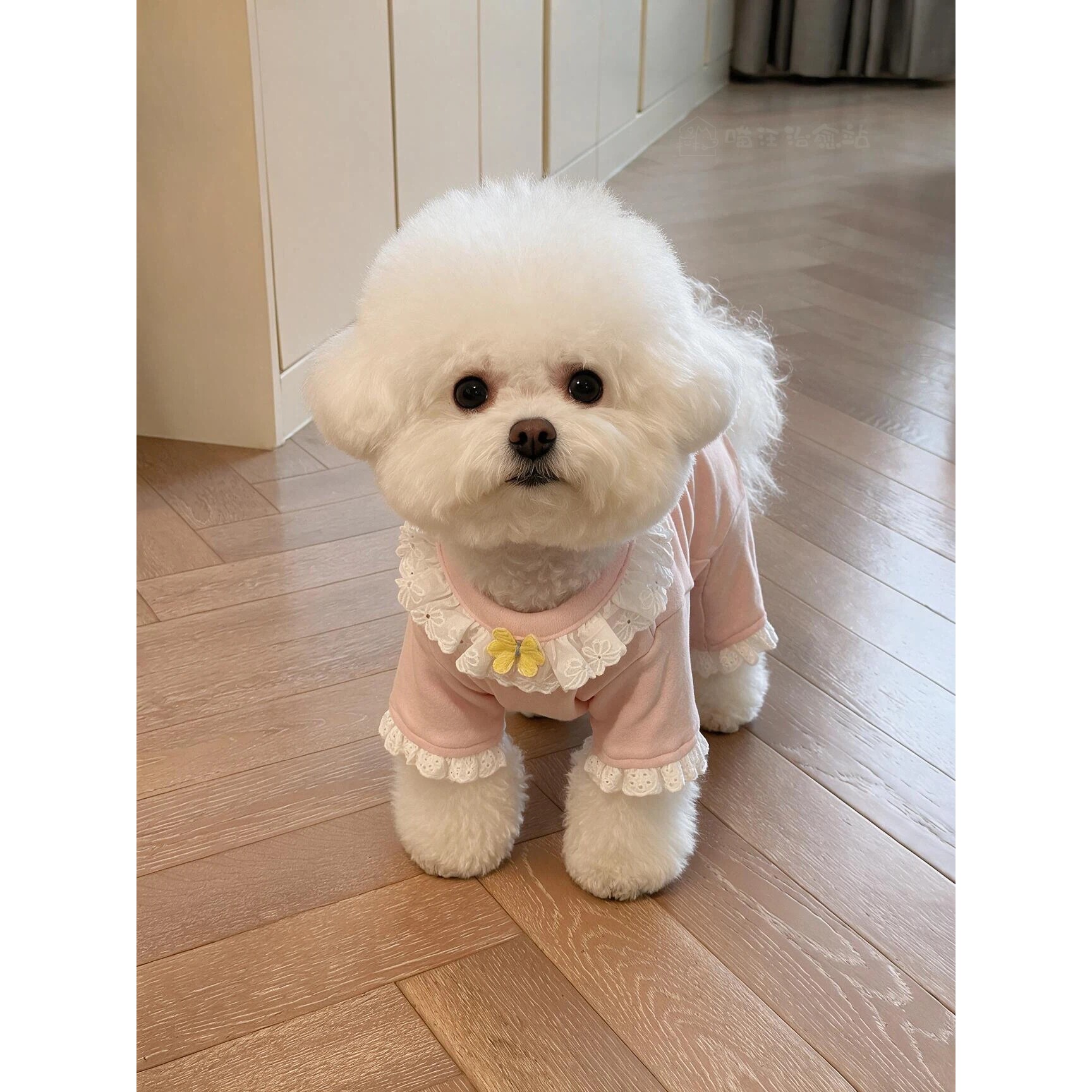 狗狗衣服宠物护肚衣比熊雪纳瑞中小型犬包肚衣睡衣猫咪衣服绝育服