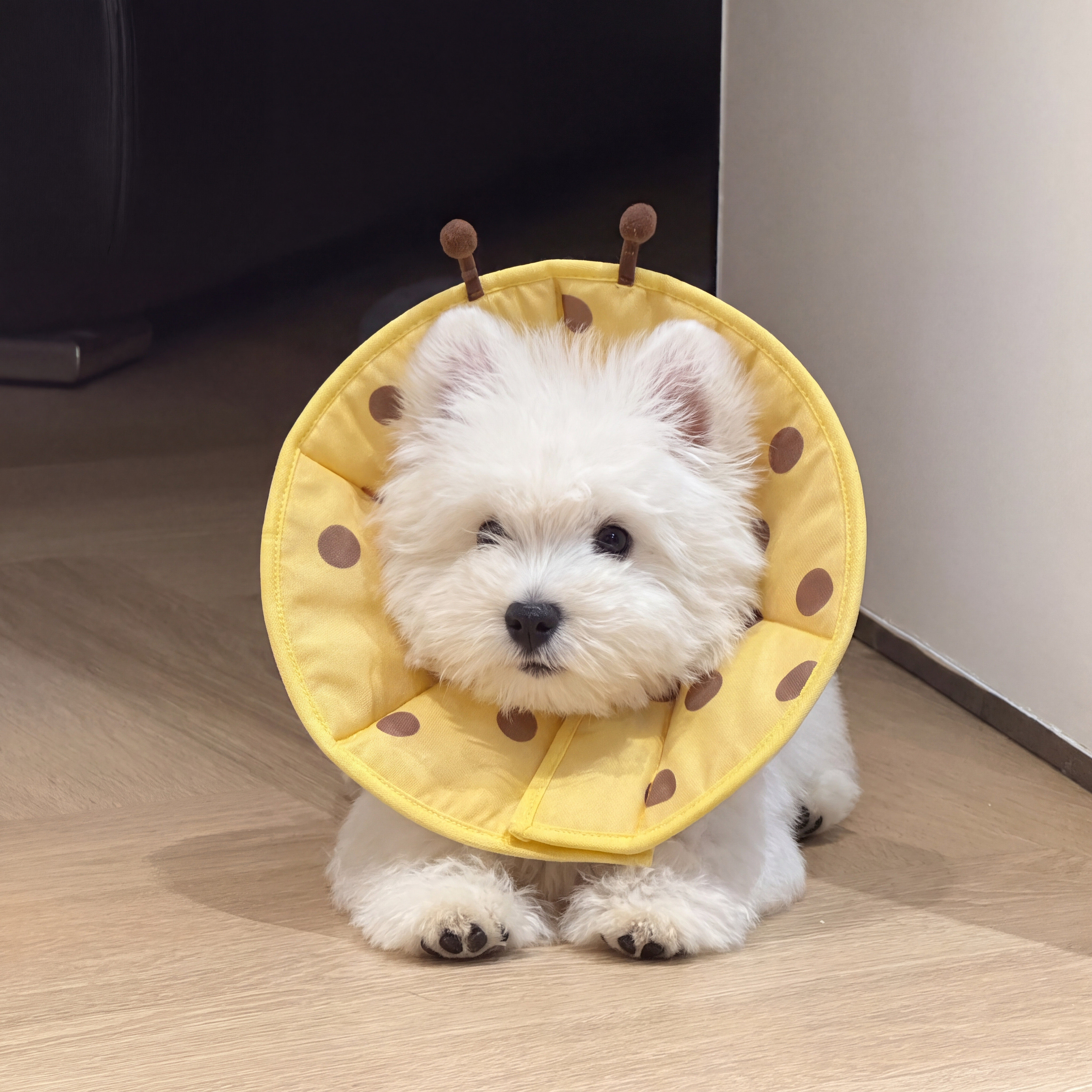 伊丽莎白圈狗头套小型犬软圈防舔神器猫圈防咬不影响吃饭绝育项圈