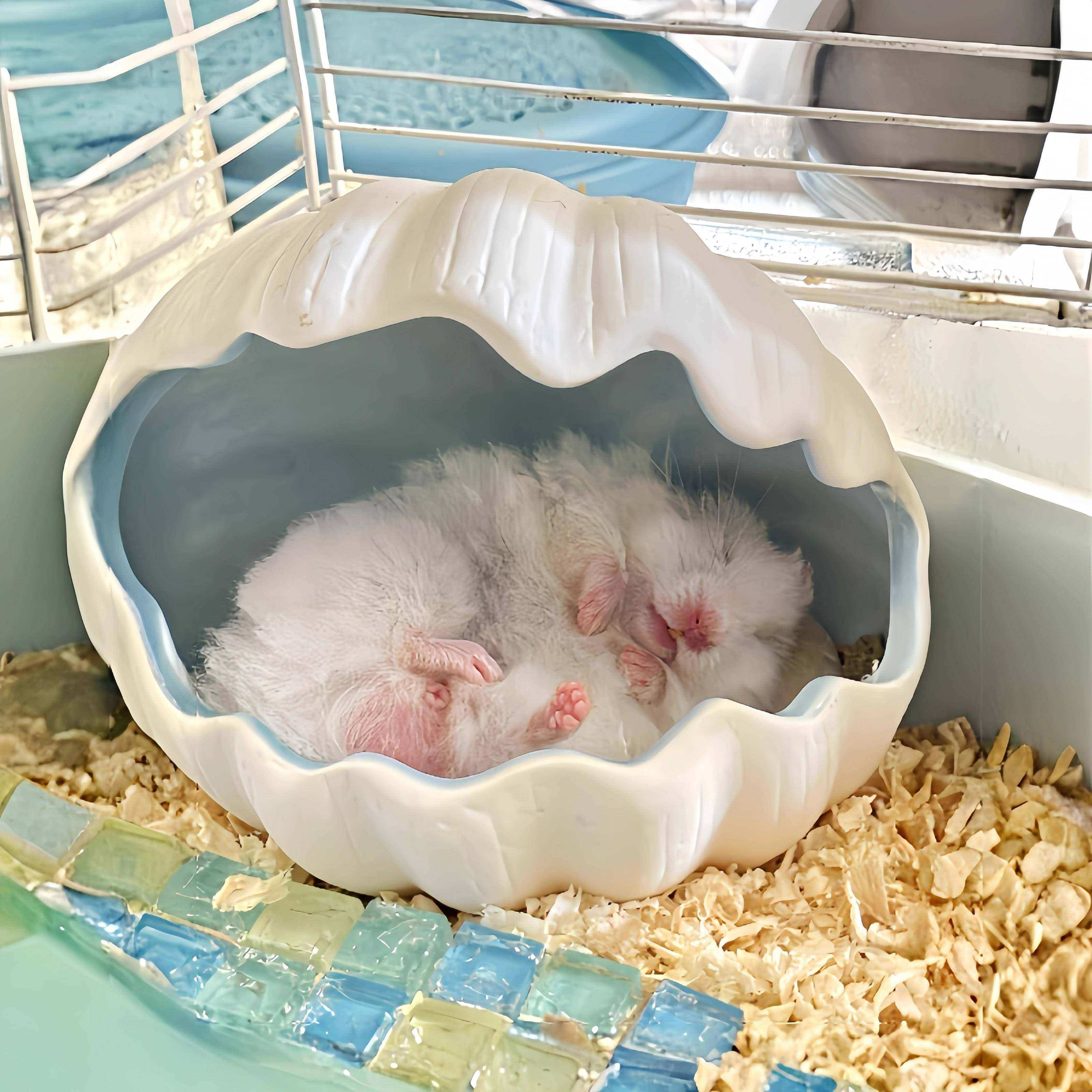 贝壳仓鼠躲避屋四季通用金丝熊陶瓷窝仓鼠窝可窥睡窝花枝鼠小房子,宠物/宠物食品及用品,窝,淘宝优惠券,粉丝福利购,淘宝优惠卷