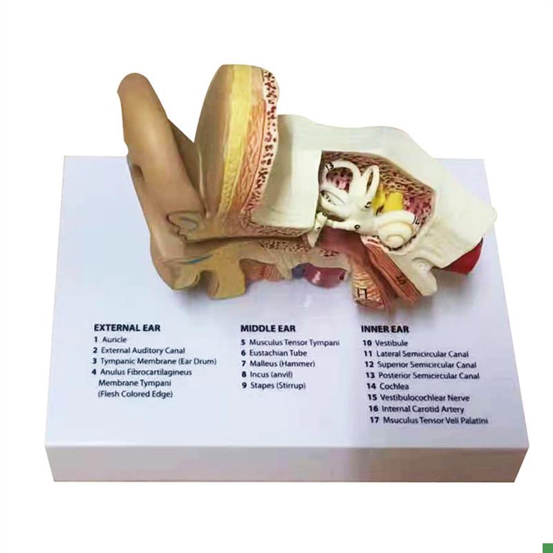 耳模型人耳结构造解剖模型内耳A耳蜗外耳朵听觉系统听力教学模型