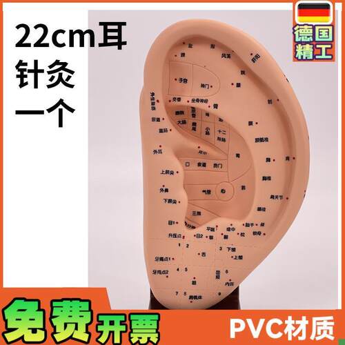 22CM标准耳朵针灸模t型耳部穴位模型耳模型耳穴模型带底座