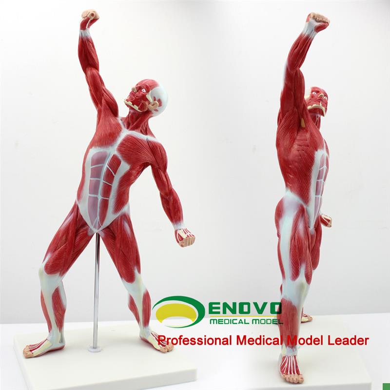 ENOVO正品医用艺用人体美术全身肌肉模型浅层T肌肉解剖运动系统