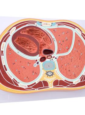 ENOVO颐n诺人体胸腔横断模型CT