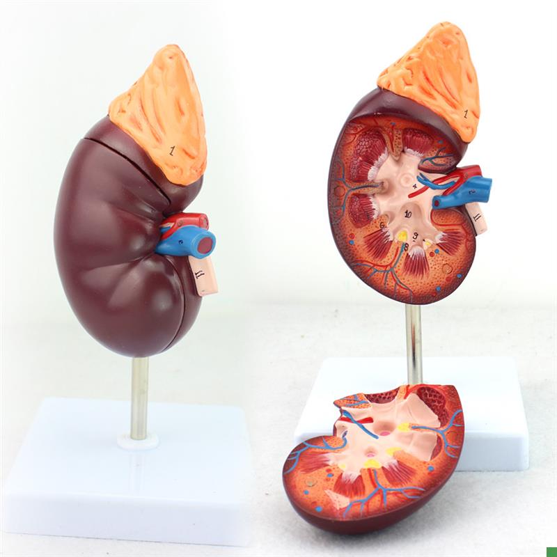 ENOVO颐诺医学人n体肾脏解剖模型肾模型医学泌尿科解剖系统用模型