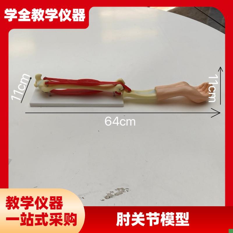 供应SM-SB2-S-300手臂活动模型组装材K料小型手臂肌肉运动系统模