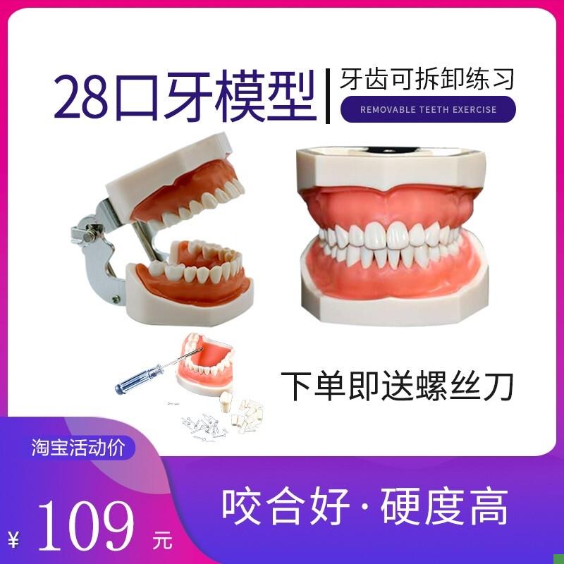 新款备牙商用开髓牙种植牙科牙粒口腔根管离体牙树脂X牙考试专用