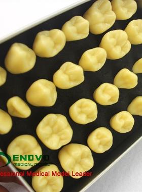 ENOVO颐诺2倍雕牙练习指导模型牙颌面口腔学教学雕牙X齿模型成人